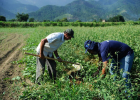 25 de julho: Dia da Agricultura Familiar, a força que alimenta o país